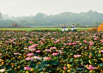 Tập đoàn Hưng Thịnh đề xuất đầu tư dự án 2.745ha tại Đồng Tháp